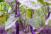 高山茄子种植技术