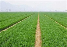 小麦病虫害防治要实现农药减量增效