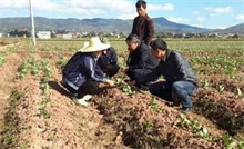 蚕豆种植--农村创业网