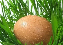 炖鸡蛋
