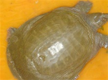 甲鱼