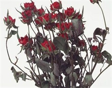 干花