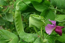 塑料大棚有机豆角种植措施