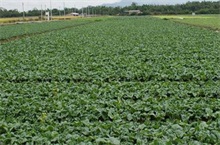 春季无公害小白菜种植要点