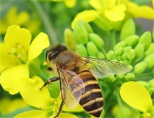 蜜蜂养殖技术