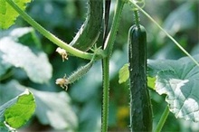 有机黄瓜夏季种植措施要点