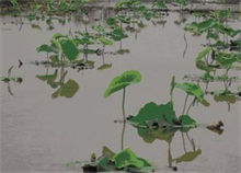 旱地浅水藕如何种植