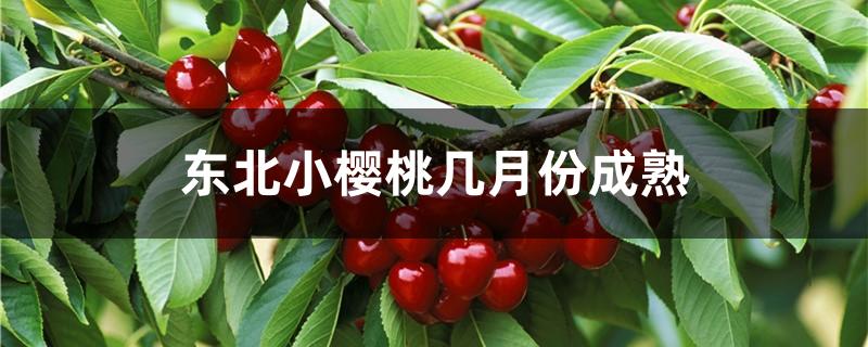 东北小樱桃几月份成熟