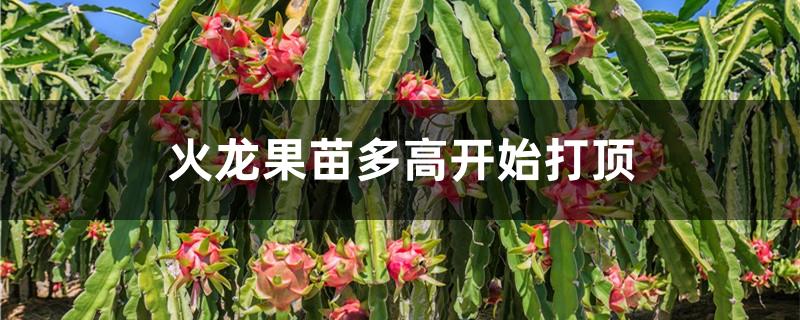 火龙果苗多高开始打顶
