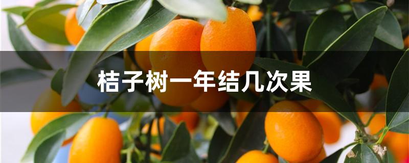 桔子树一年结几次果