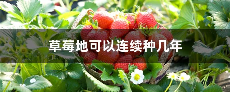 草莓地可以连续种几年