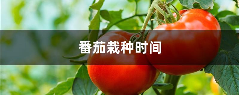 番茄栽种时间