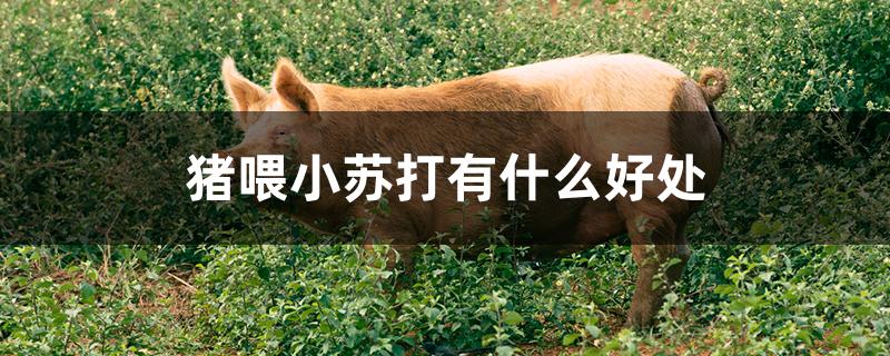 猪喂小苏打有什么好处