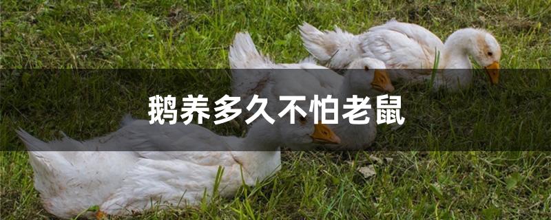 鹅养多久不怕老鼠