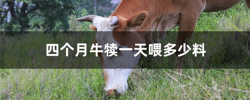 四个月牛犊一天喂多少料