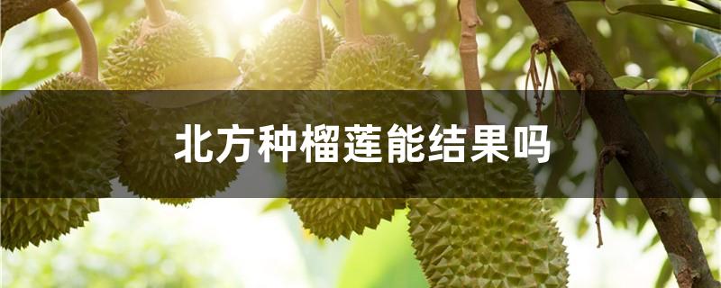 北方种榴莲能结果吗