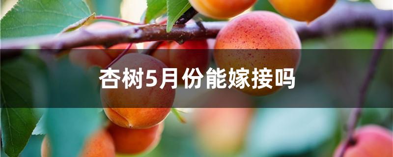 杏树5月份能嫁接吗