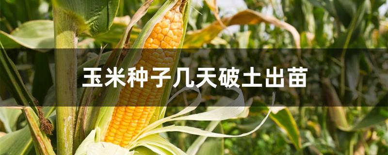 玉米种子几天破土出苗