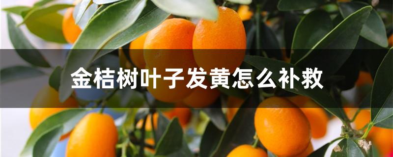 金桔树叶子发黄怎么补救