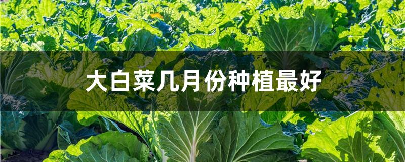 大白菜几月份种植最好