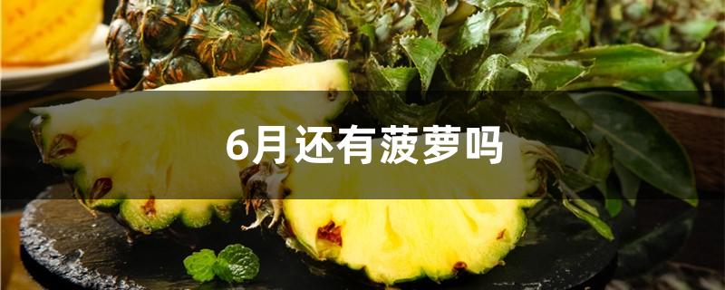 6月还有菠萝吗