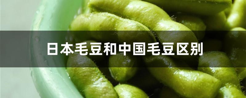 日本毛豆和中国毛豆区别
