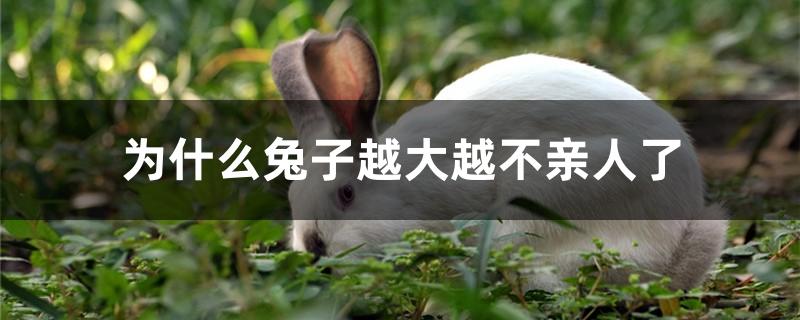 为什么兔子越大越不亲人了