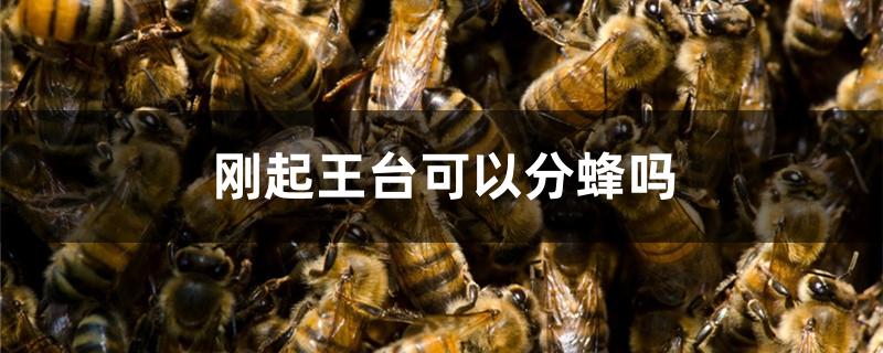 刚起王台可以分蜂吗