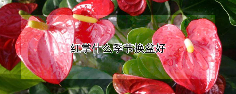 红掌什么季节换盆好