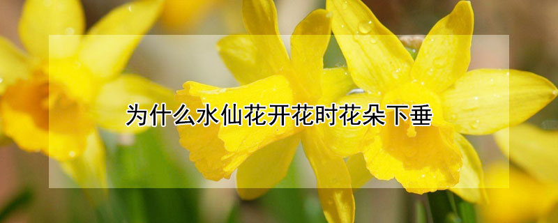 为什么水仙花开花时花朵下垂