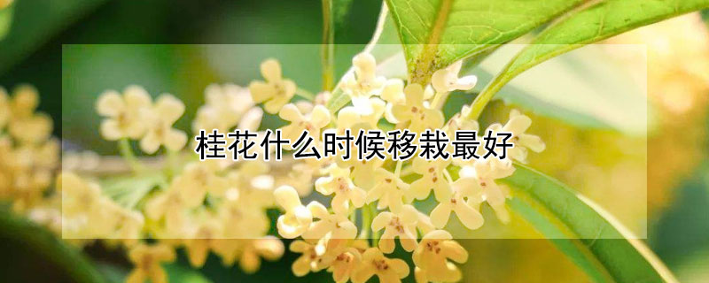 桂花什么时候移栽最好