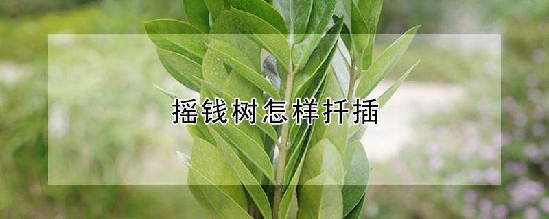 摇钱树怎样扦插