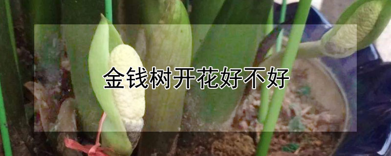 金钱树开花好不好