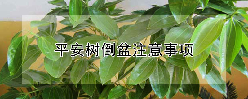 平安树倒盆注意事项