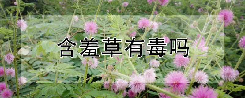 含羞草有毒吗