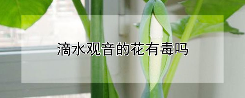 滴水观音的花有毒吗