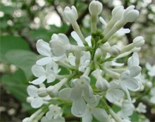 丁香