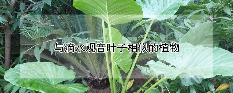 与滴水观音叶子相似的植物