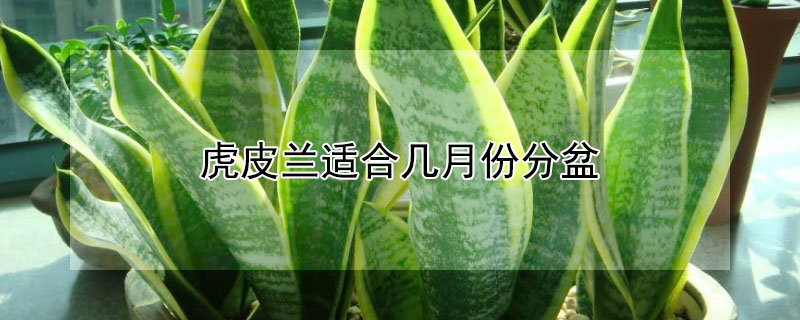 虎皮兰适合几月份分盆