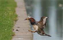 野鸭养殖