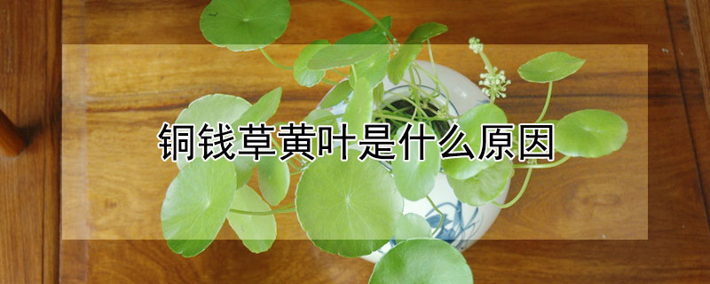 铜钱草黄叶是什么原因