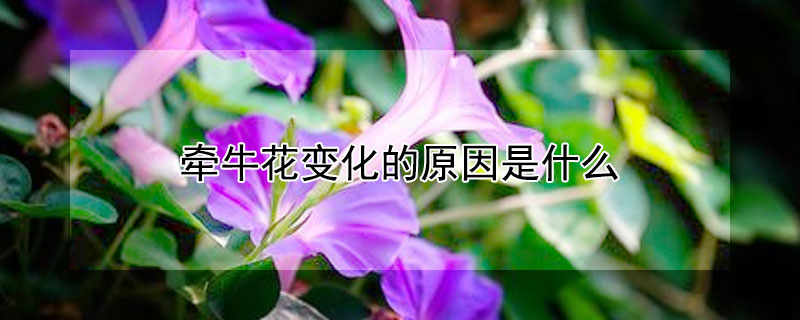 牵牛花变化的原因是什么