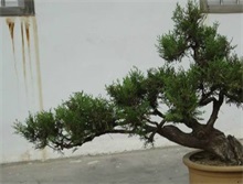 侧柏