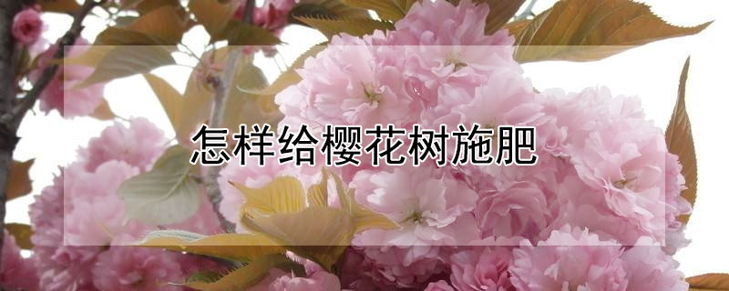 怎样给樱花树施肥