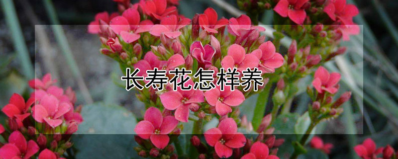 长寿花怎样养