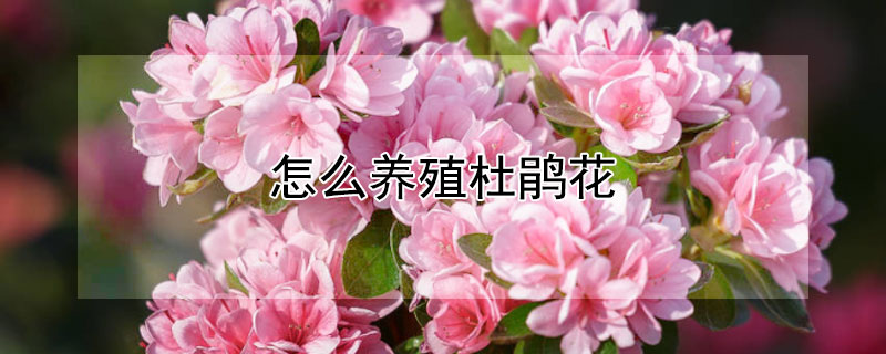 怎么养殖杜鹃花