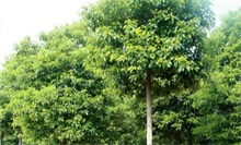 香樟树