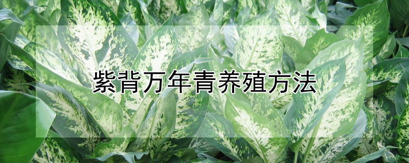 紫背万年青养殖方法