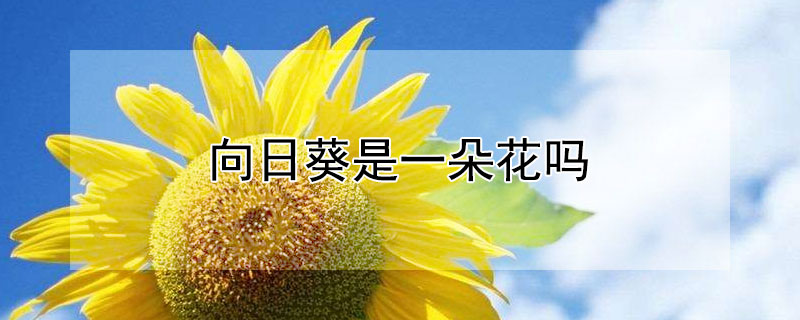 向日葵是一朵花吗