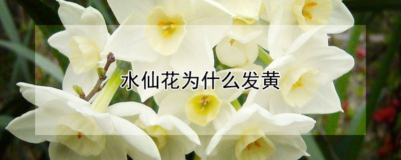 水仙花为什么发黄